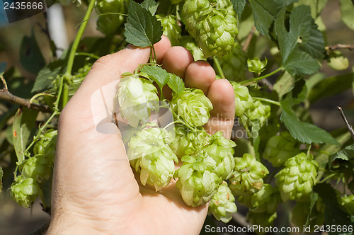 Image of green hops in hand