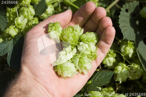 Image of green hops in hand