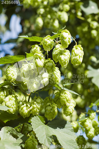 Image of green hops