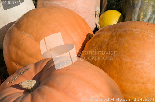 Image of orange ripe pumpkin in field