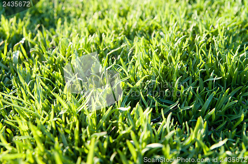 Image of green grass as background