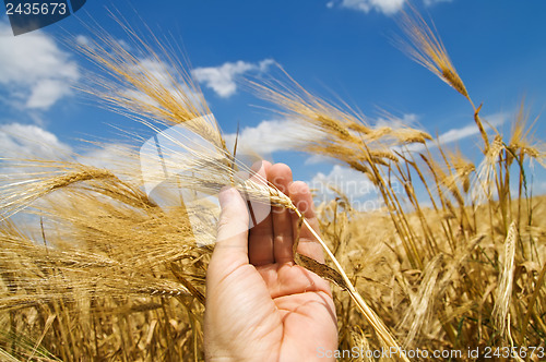 Image of cones in the hand over new harvest