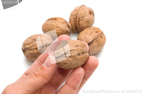 Image of walnut in hand