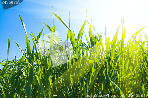 Image of green grass under sunrays