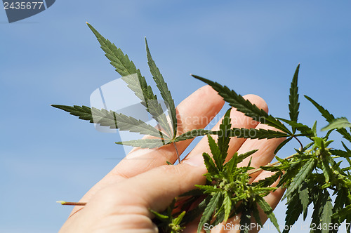 Image of Green leaf of marijuana in a hand