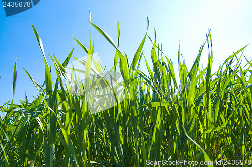 Image of green grass under sunrays