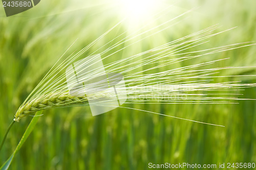 Image of green wheat in field under sunrays