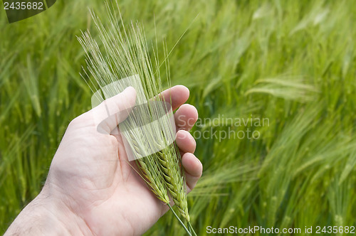 Image of green wheat in hand