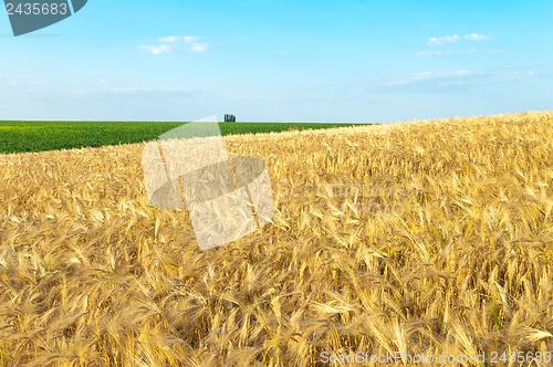 Image of field of gold ears of wheat