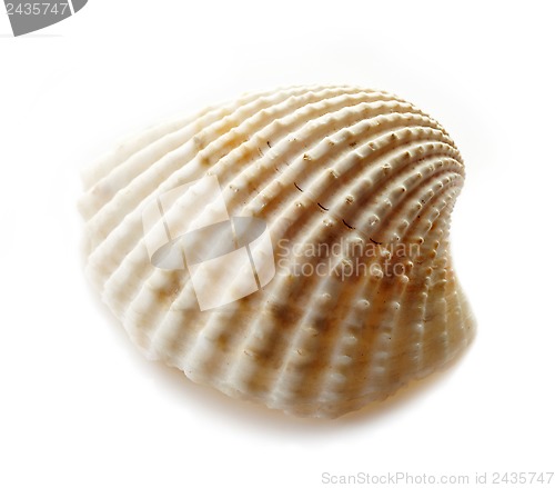 Image of scallop shell