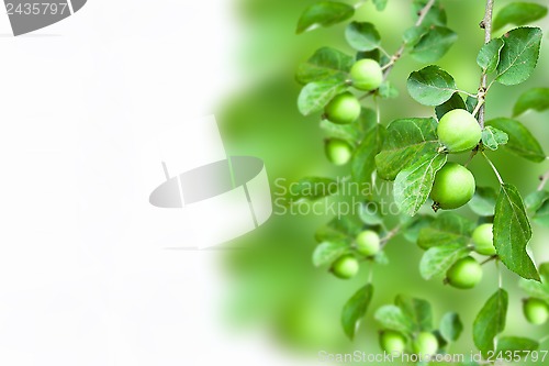 Image of Collage - branch with apples on a white background