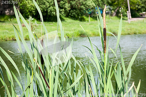 Image of Close up view of a typha plant next to a river