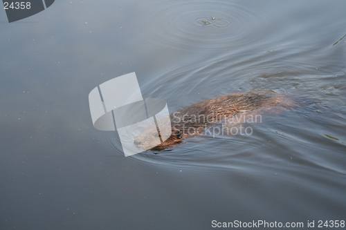 Image of beaver