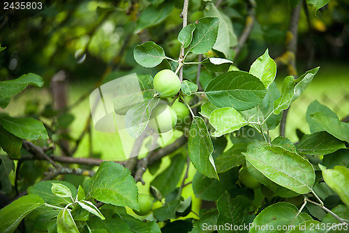 Image of The fruits of apple trees growing on the tree