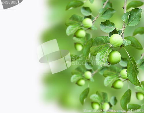 Image of Close up of apples on a branch in a garden