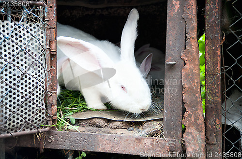 Image of a white fluffy bunny rabbit in a cage