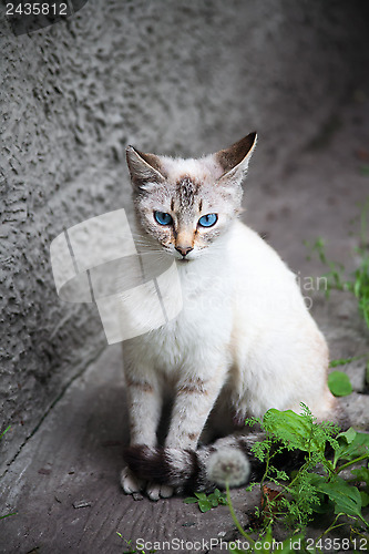 Image of cat with blue eyes