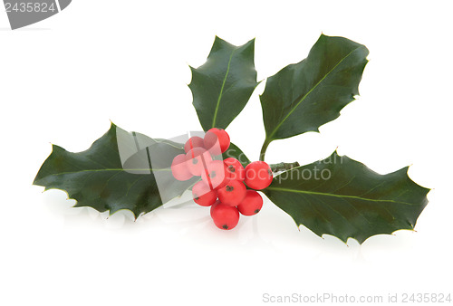 Image of Holly