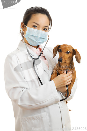 Image of Asian veterinarian with dachshund dog