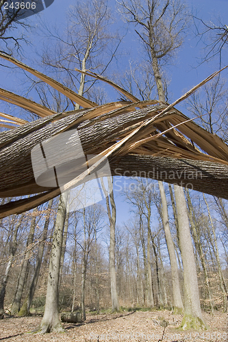 Image of Broken tree