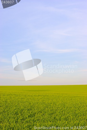 Image of Green field and blue sky