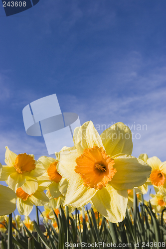 Image of Daffodils against blue sky