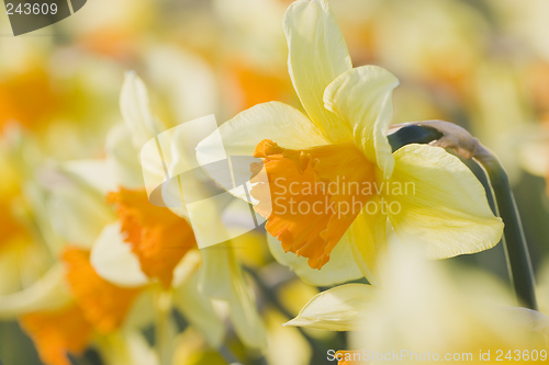 Image of Close-up of orange daffodils