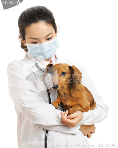 Image of Veterinarian with dachshund dog