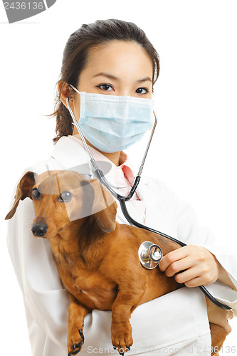 Image of Asian veterinarian with dachshund dog