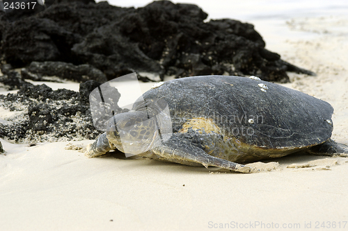 Image of Galapagos green turtle