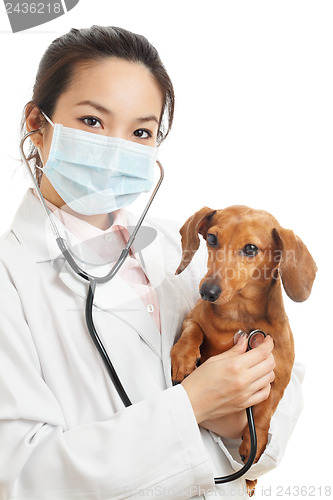 Image of Asian veterinarian with dachshund dog