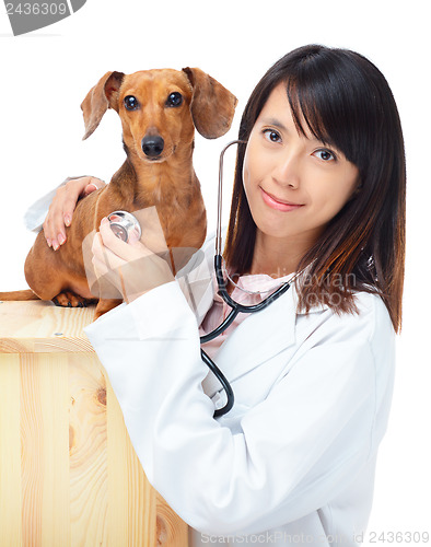 Image of Female veterinarian with dachshund dog