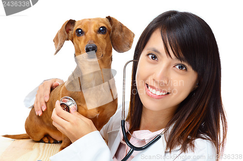 Image of Veterinarian with dachshund dog