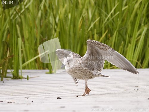 Image of young gull