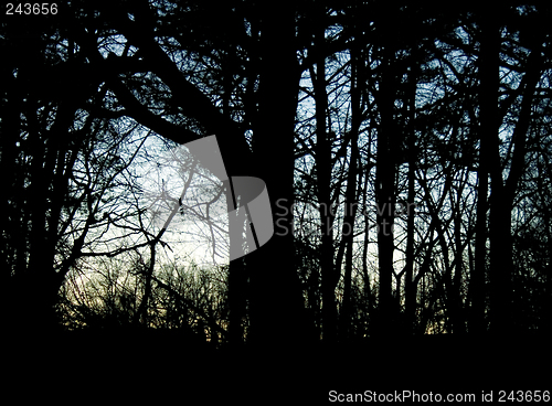 Image of in the woods