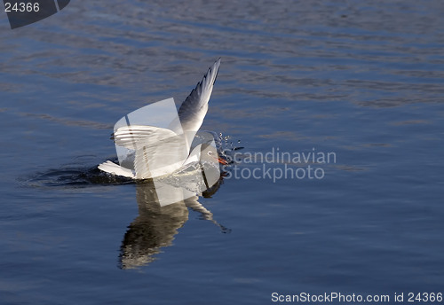 Image of gull landing in water