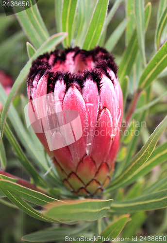 Image of Protea Burchelli growing in the garden