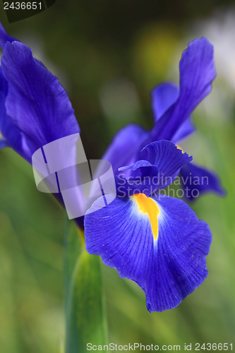 Image of Dutch Iris Professor Blaauw, glistens after rain in the garden