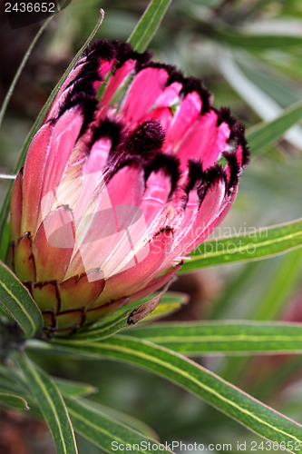 Image of Protea burchellii, Little Ripper