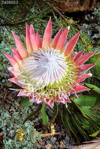 Image of King Protea cynaroides bracts and flowers open