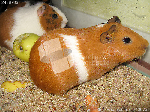 Image of beautiful brown guinea-pigs with apple