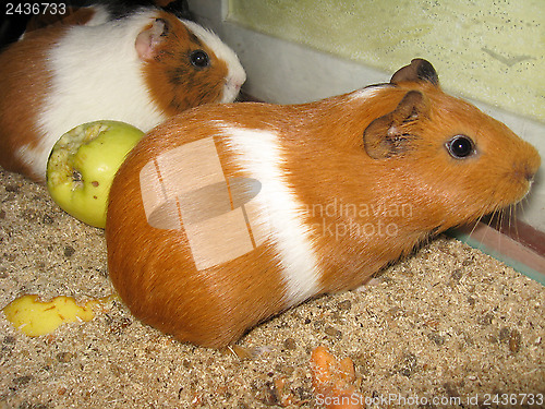 Image of beautiful brown guinea-pigs with apple