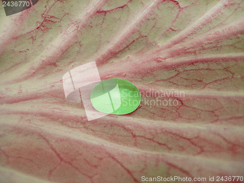 Image of green drop of water on the red leaf