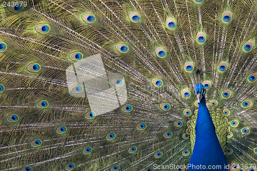 Image of Peacock