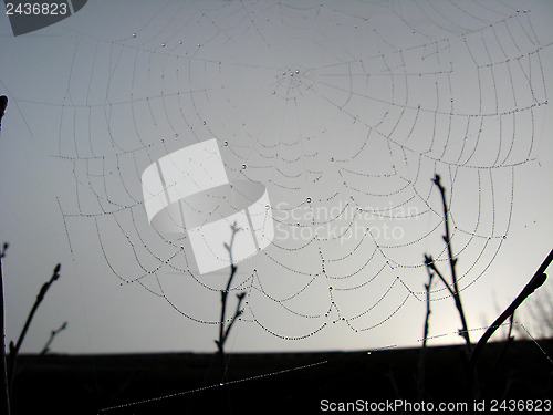 Image of Web on a background of the sky