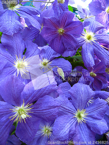 Image of beautiful blue flowers of clematis