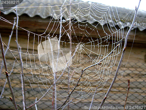 Image of Beautiful spider's web with drops of dew