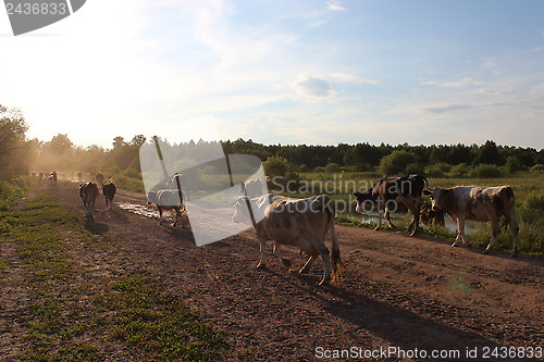 Image of cows coming back from pasture