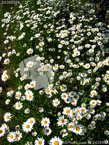 Image of flower-bed of white beautiful chamomiles