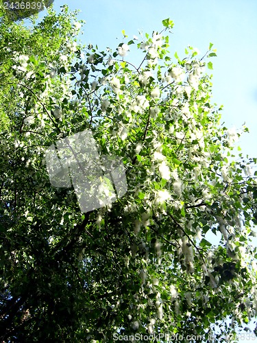 Image of poplar down on a tree